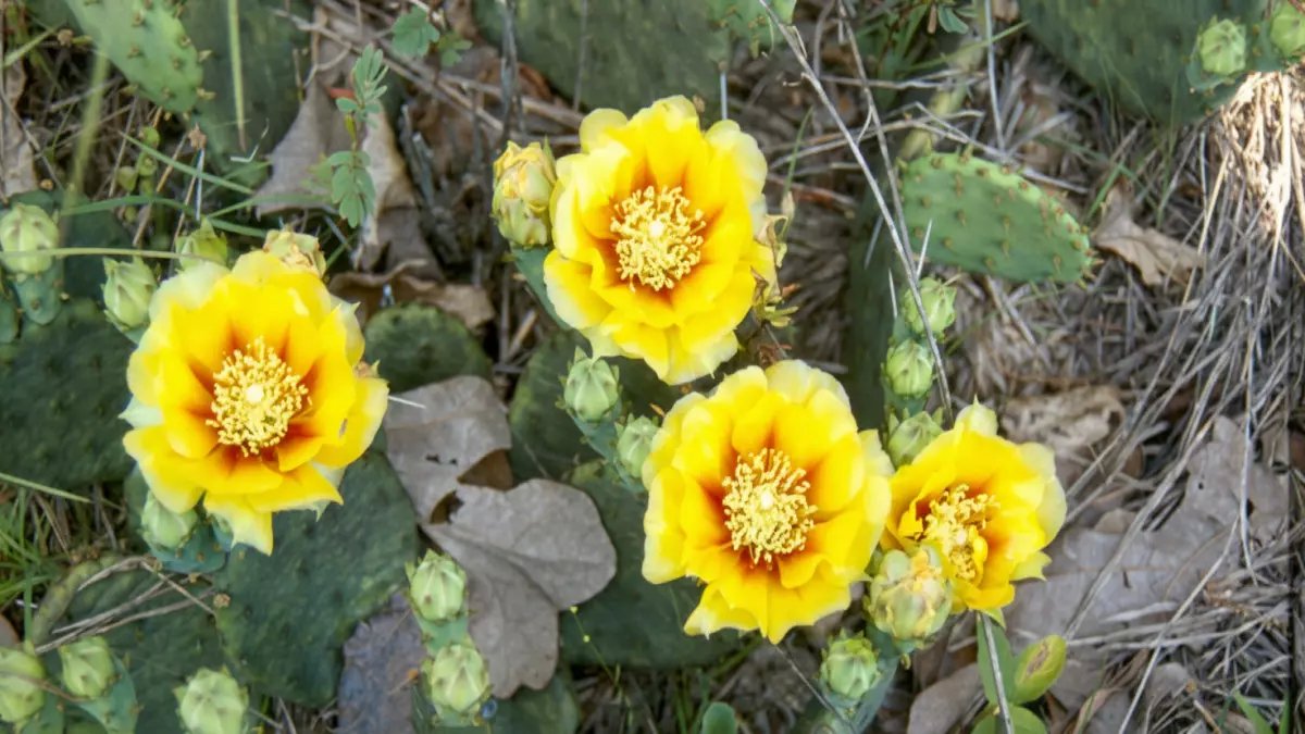 عاجل: أقل من 2000 فدان فقط في ميزوري! هل أرضك تحتوي على كنز طبيعي نادر؟