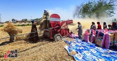 ذهب مصر الأصفر.. انطلاق موسم حصاد القمح منتصف أبريل المقبل