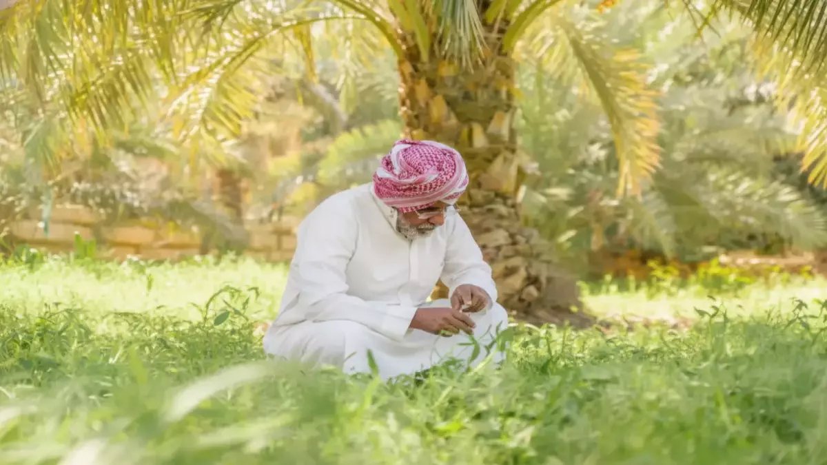 يعلنها مزارع سعودي بسيط: 'ستظنني مجنوناً'.. ثم يفاجئك بكشف مذهل عن 23 مليون شجرة تحول ثروة وطنية إلى اختراع عالمي.