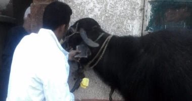 أخبار × 24 ساعة.. الزراعة تكثف جهودها لتأمين الثروة الحيوانية ضد الحمى القلاعية