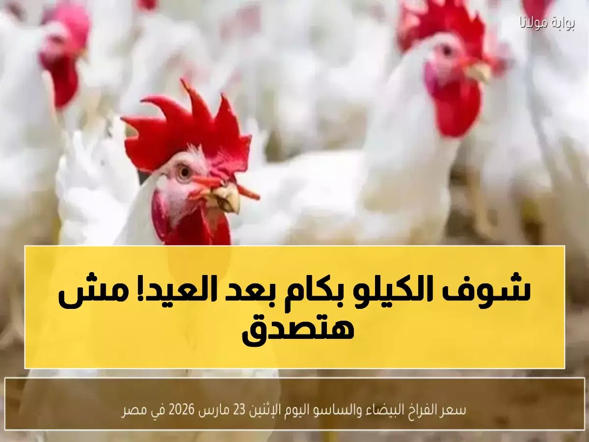  انهيار جنوني في أسعار الفراخ بمصر... 20 جنيه تراجع بعد العيد والمواطنون في صدمة!