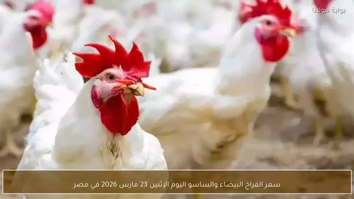 عاجل: انهيار جنوني في أسعار الفراخ بمصر... 20 جنيه تراجع بعد العيد والمواطنون في صدمة!