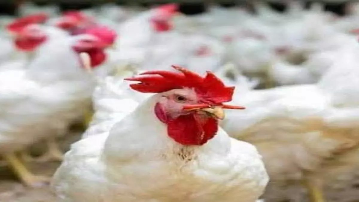 عاجل: أسعار الفراخ البيضاء تقفز لـ 120 جنيه... والمواطنون في صدمة من الارتفاع الجديد!