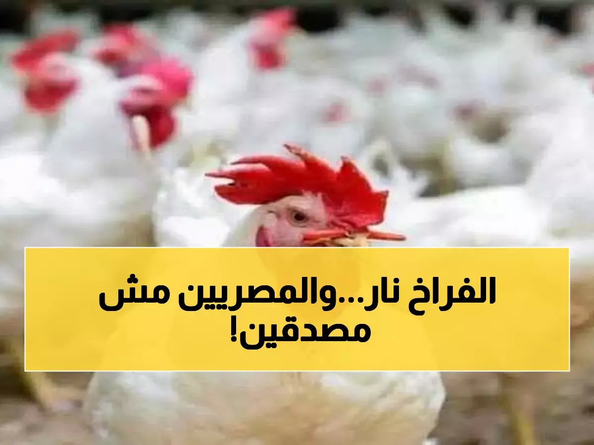  أسعار الفراخ البيضاء تقفز لـ 120 جنيه... والمواطنون في صدمة من الارتفاع الجديد!