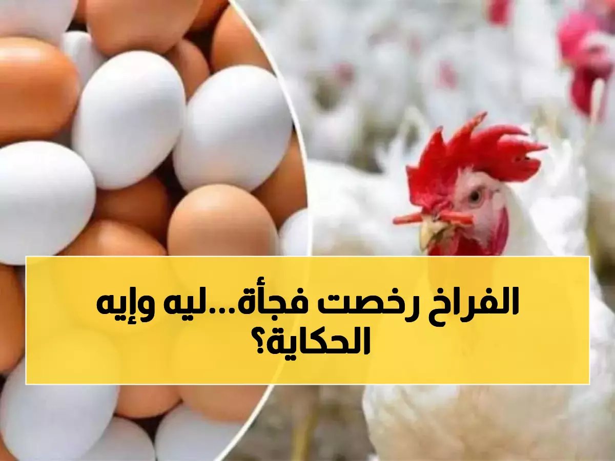  أسعار الفراخ تنهار 20 جنيهًا في يوم واحد... هل هذا بداية انهيار شامل؟