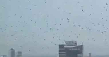 آلاف الغربان تثير الذعر فوق تل أبيب: نذير شؤم أم ظاهرة طبيعية؟ (فيديو)