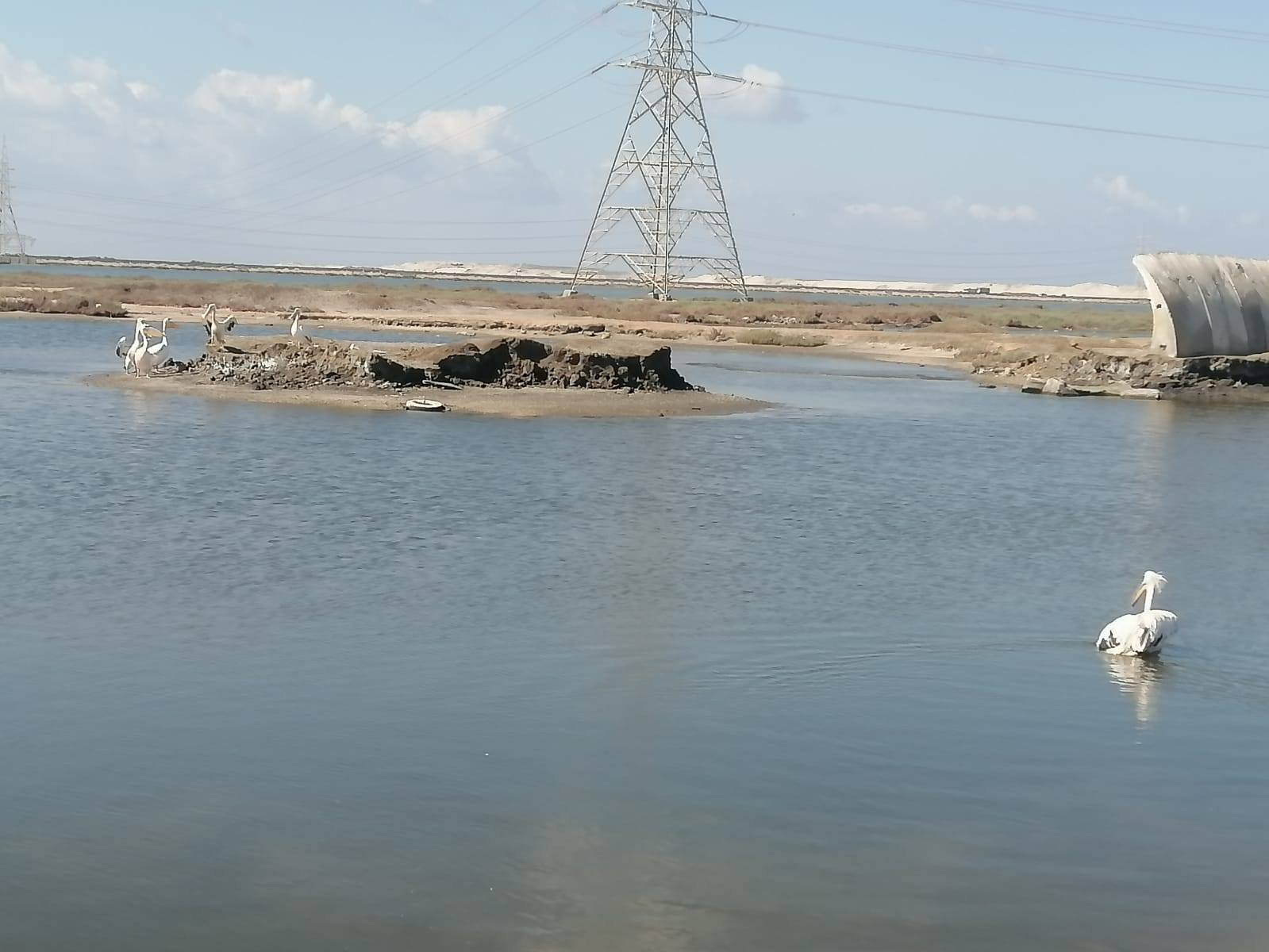 خلال استمتاع البجع ببئيته الطبيعية