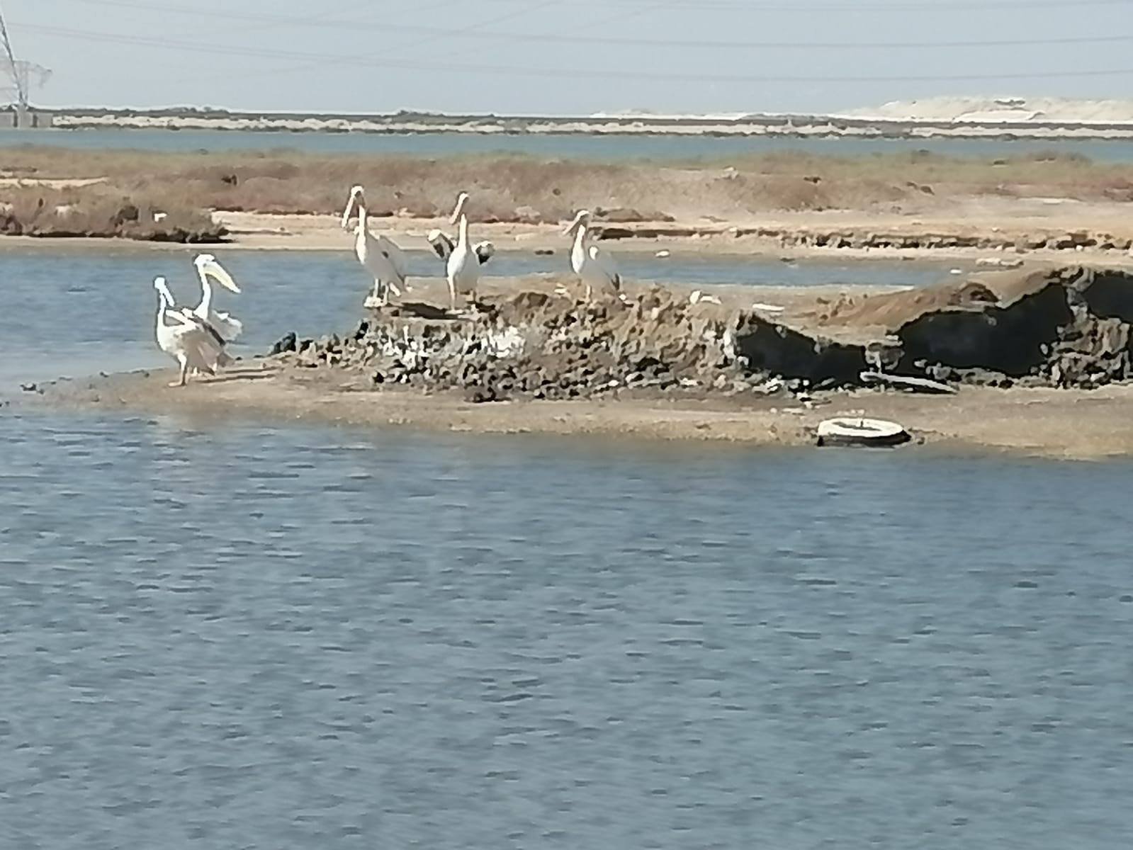 خلال اطلاق البجع