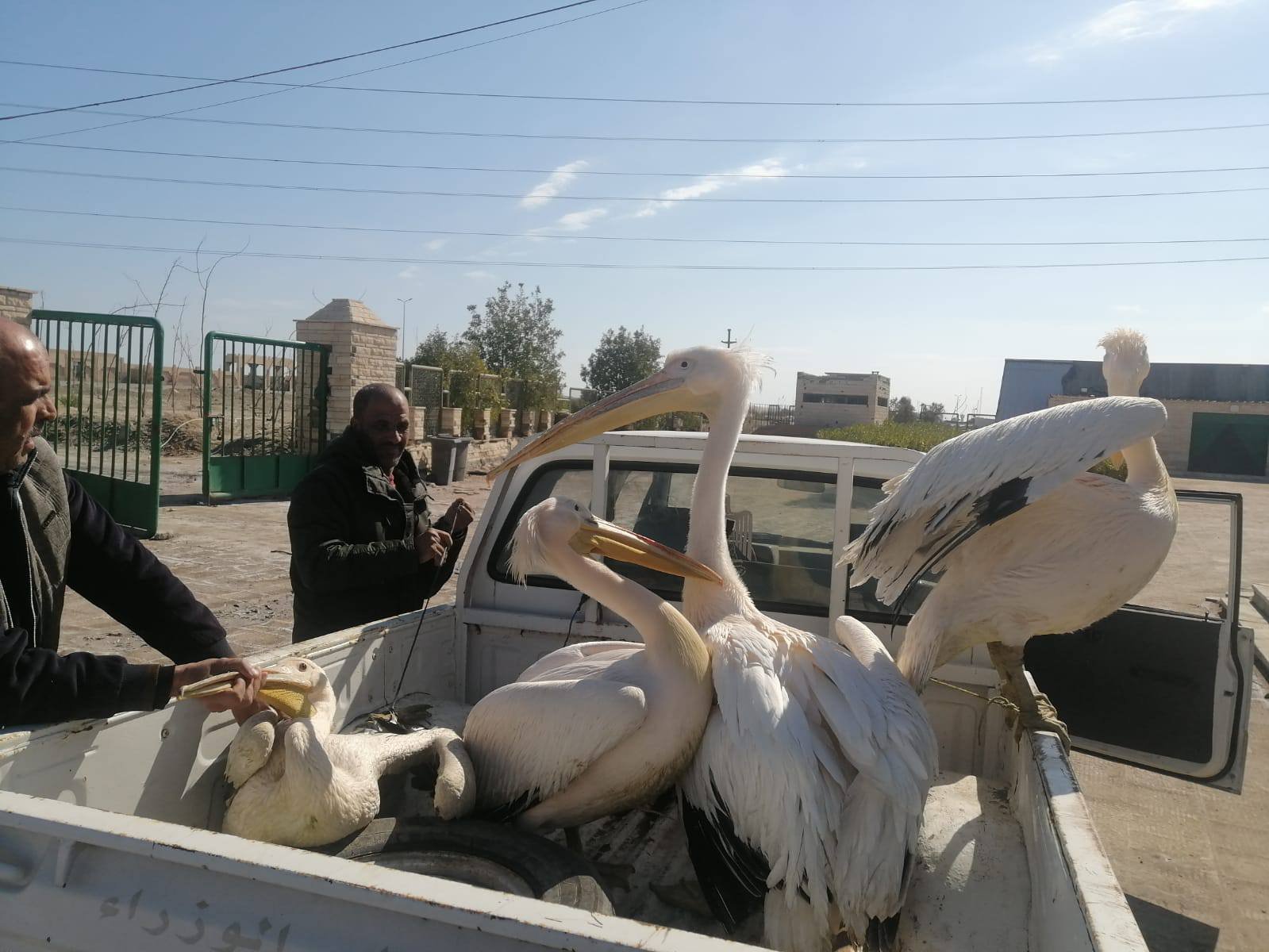 عقب وصول البجع للمحمية