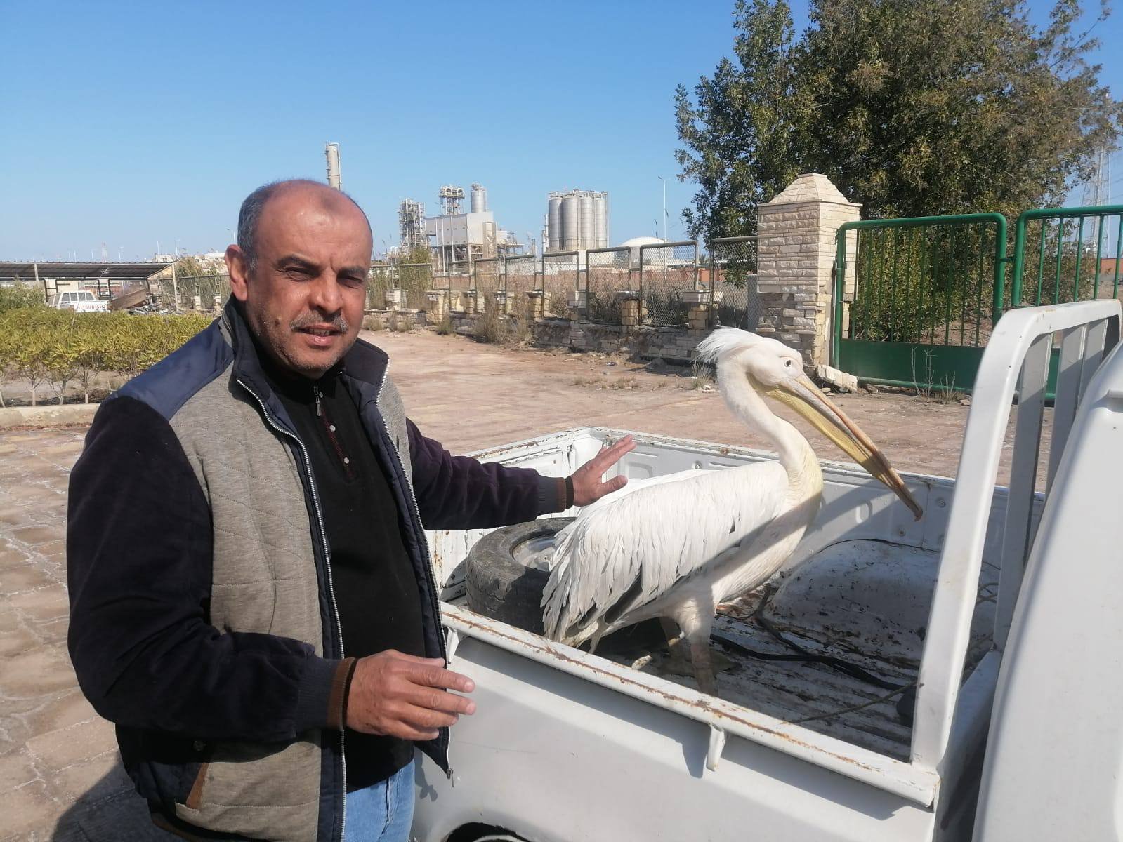 محمية اشتوم الجميل تستقب البجع