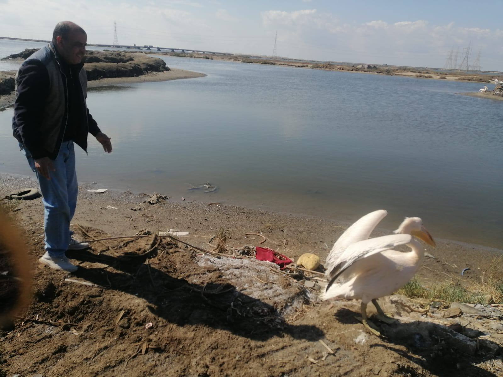 موظفى المحمية يطلقون البجع