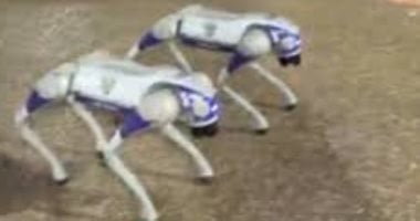 فنزويلا تستخدم كلابًا روبوتية لتعزيز الأمن في شوارع كاراكاس..فيديو وصور