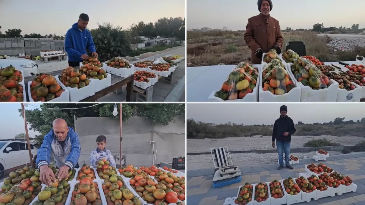 عاجل: طماطم "الرامسي" تحطم الأرقام القياسية... صندوق واحد بـ70 ريال والخليج يتهافت عليها!