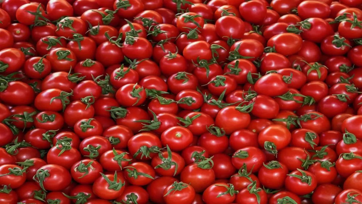 عاجل: مدبولي يكشف مفاجأة صادمة... الطماطم من 50 جنيه إلى 20 جنيه خلال أيام!