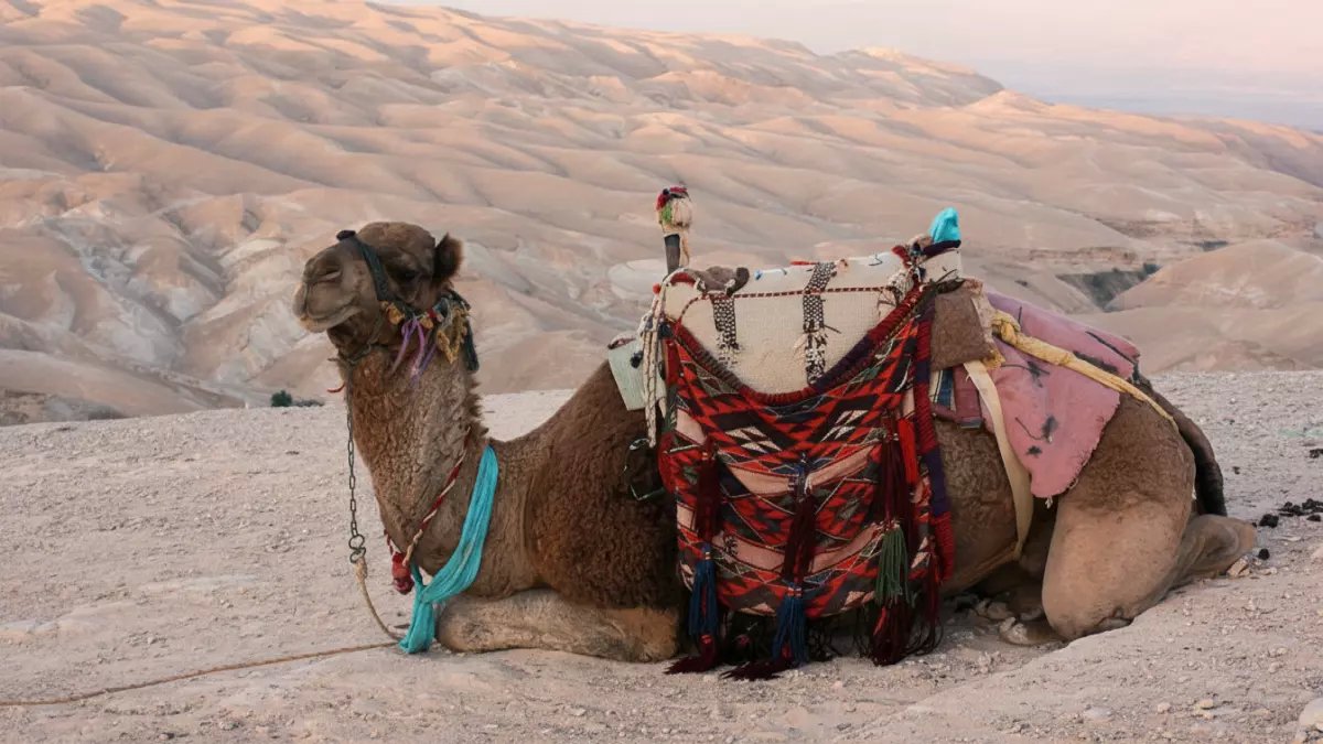 حصري: السعودية تُطلق أول جواز سفر للخيول في التاريخ… ماذا سيحدث للمالكين والاستثمارات؟