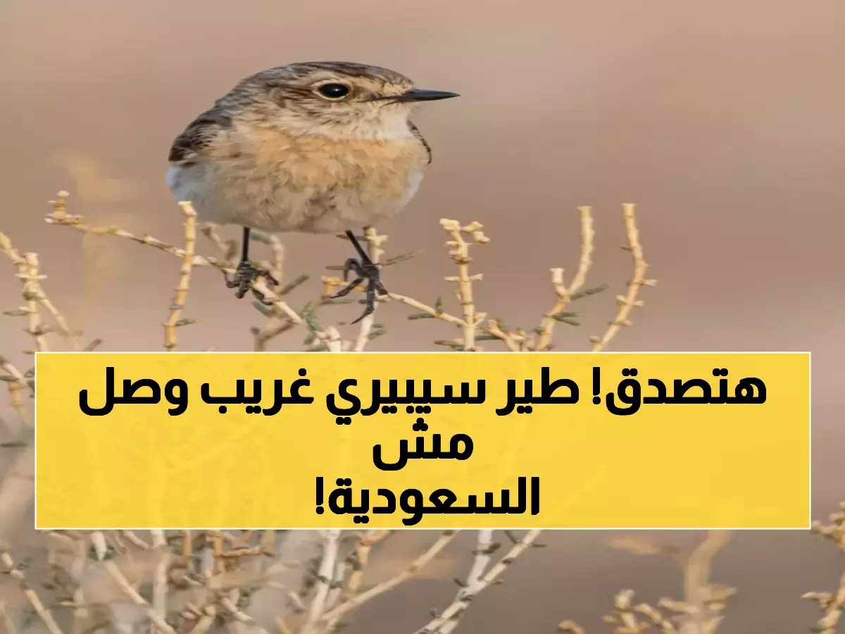  طائر نادر من سيبيريا يظهر لأول مرة في الحدود الشمالية السعودية... ماذا يكشف عن مستقبل البيئة؟