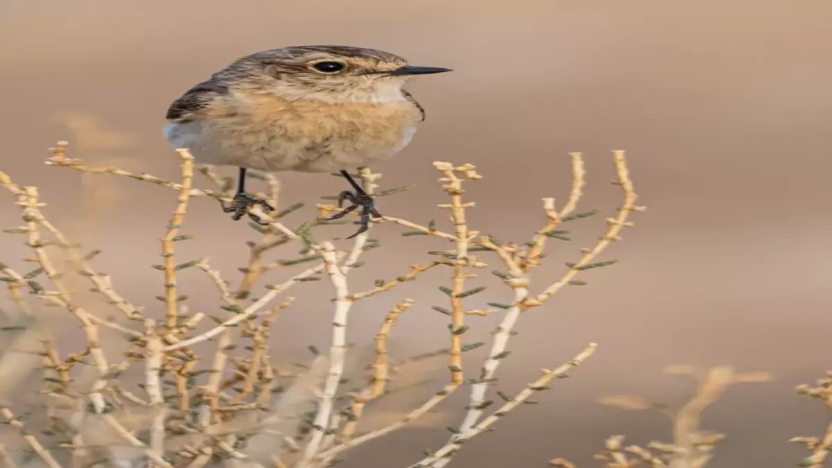 شاهد: طائر نادر من سيبيريا يظهر لأول مرة في الحدود الشمالية السعودية... ماذا يكشف عن مستقبل البيئة؟