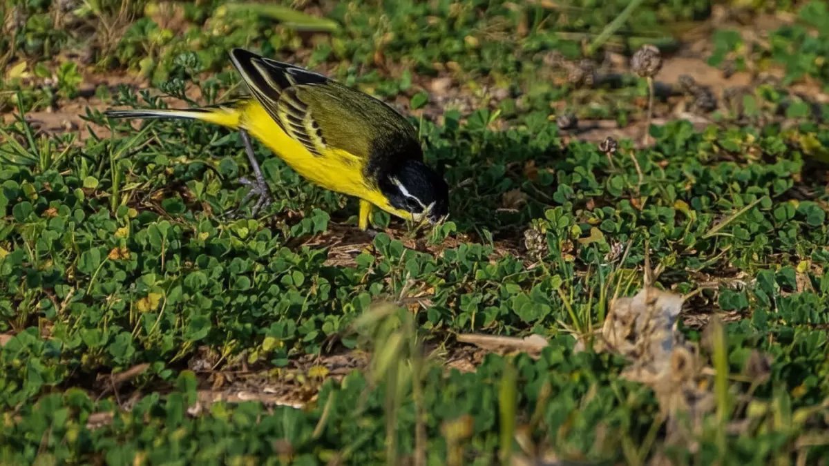 عاجل: رصد طائر نادر يُسمى "الصعوة" في الحدود الشمالية... هل تعرف سر اسمه الغريب؟