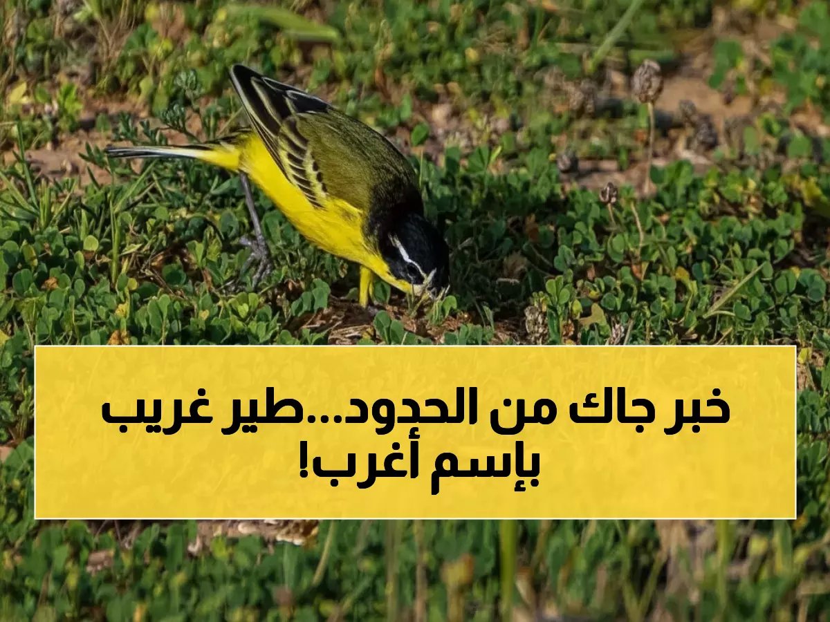  رصد طائر نادر يُسمى "الصعوة" في الحدود الشمالية... هل تعرف سر اسمه الغريب؟