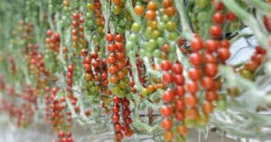 حرب إيران تثير أزمة خضراوات في بريطانيا .. تفاصيل