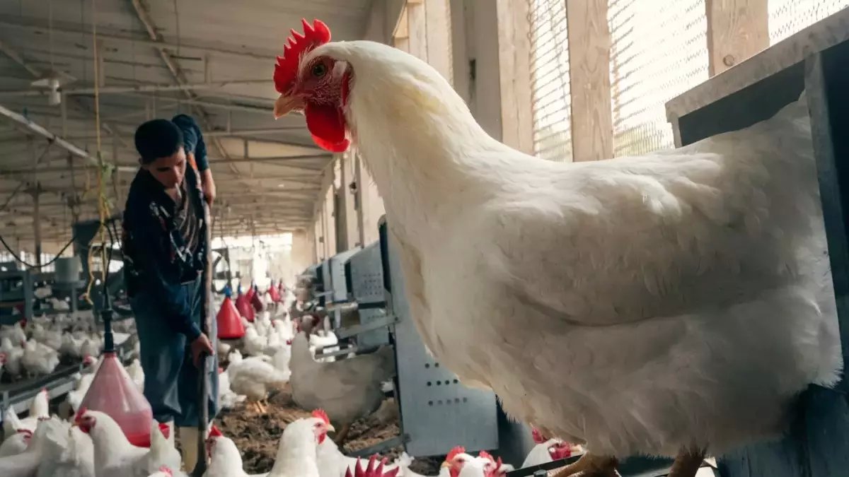 عاجل: أسعار الدواجن تنهار في مصر.. البانية من 260 إلى 190 جنيه فقط! تعرف على الأسباب الصادمة وراء هذا الانهيار