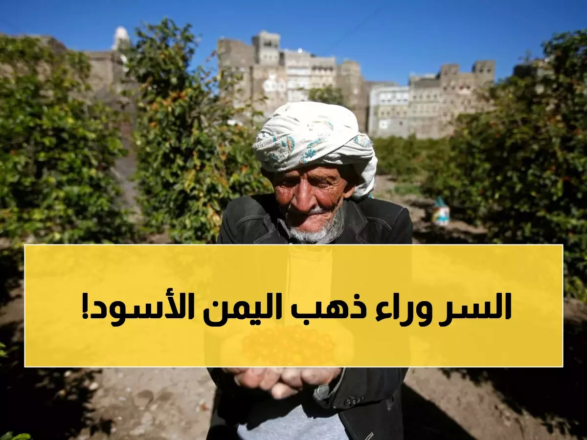 القهوة تغلي عالمياً.. كيف يستفيد المزارع اليمني من هذه الأزمة لجمع ثروة؟