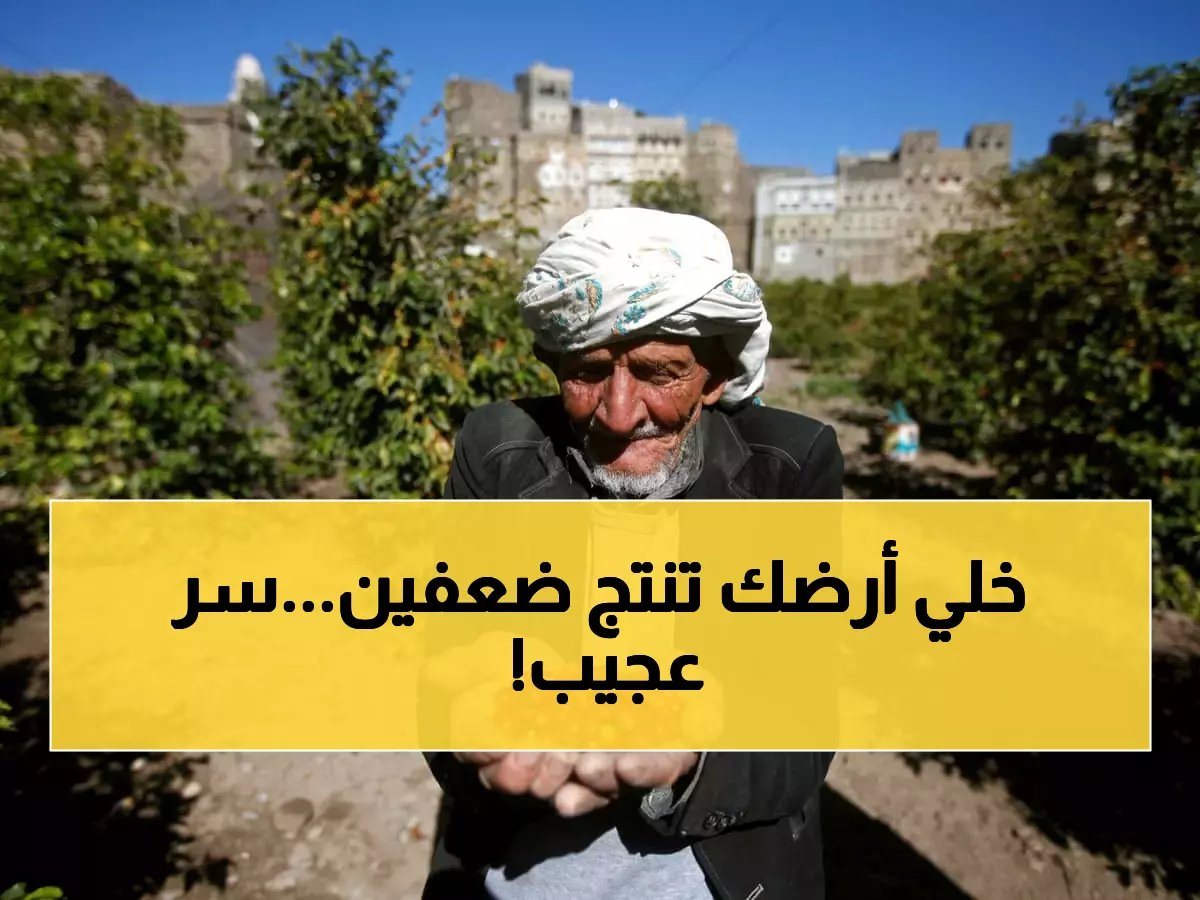 بشرى سارة للمزارعين: خطوة ذكية تضاعف إنتاج أرضك من القمح.. جربها الآن