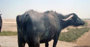 تعانى عسر هضم وفقدان شهية.. "بيطرى سوهاج" عن واقعة عقر جاموسة لـ 8 أشخاص