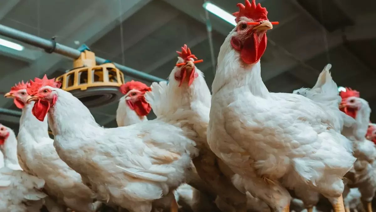 عاجل: انهيار أسعار الدواجن 30% بعد رمضان… الخبراء يحذرون: "سعر الكيلو 73 جنيهاً يسبب خسائر فادحة للمربين"