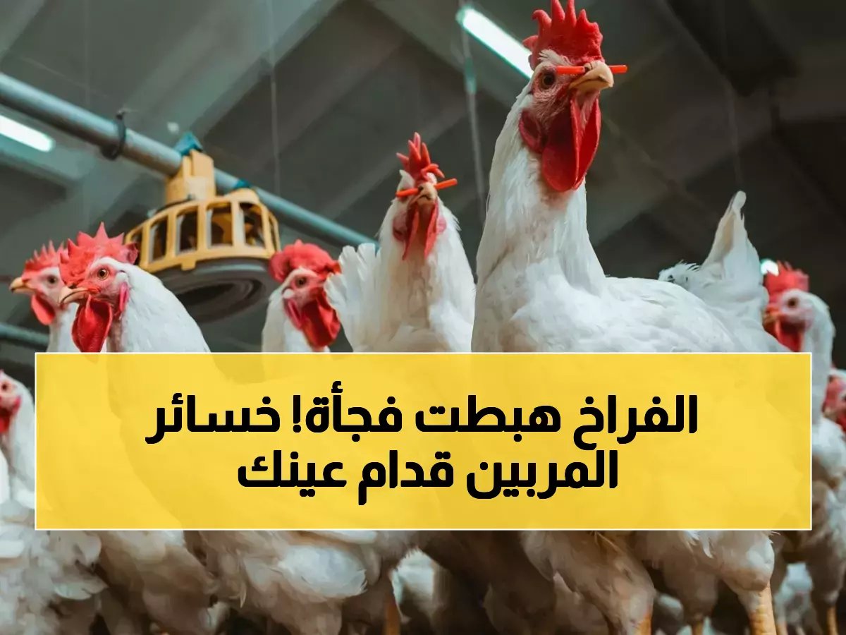  "سعر الكيلو 73 جنيهاً يسبب خسائر فادحة للمربين"