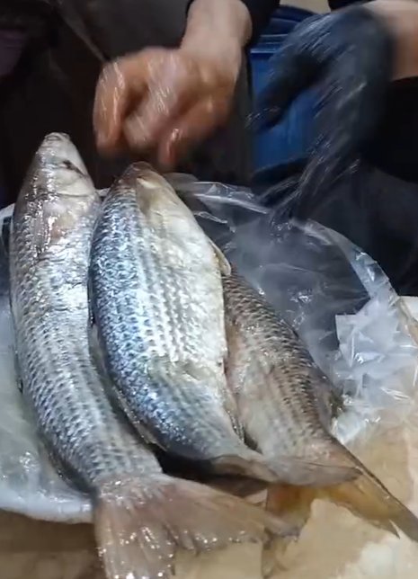 السر في اختيار نوعية السمكة السر في اختيار نوعية السمكة