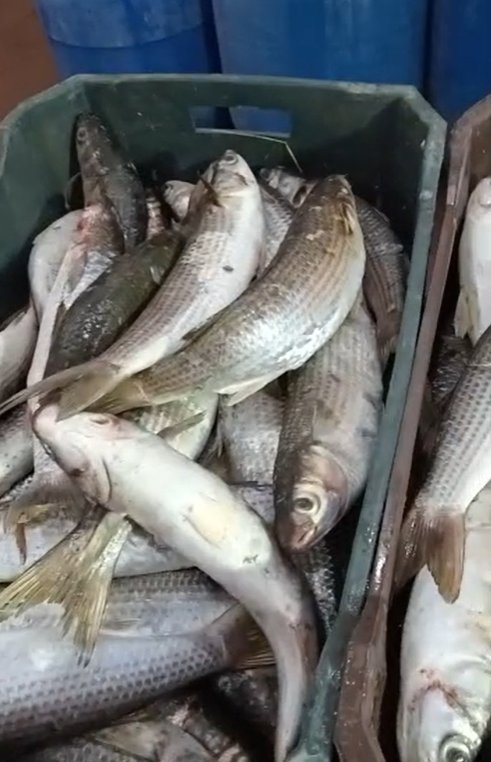 سمك بوري طازة مجهزة للتمليح سمك بوري طازة مجهزة للتمليح