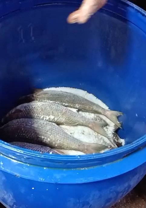 وضع السمك في البرميل بطريقة معينة وضع السمك في البرميل بطريقة معينة