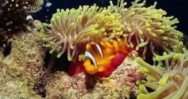 فى أعماق البحر الأحمر.. كهوف الشعاب عالم ساحر من الكائنات النادرة (صور)