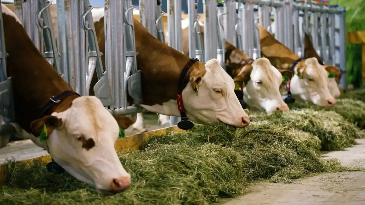 عاجل: وزارة الزراعة تعلن عن 57.3 مليون جنيه قروض جديدة لمشروع البتلو.. كيف تحصل على تمويل حتى 400 ألف جنيه؟