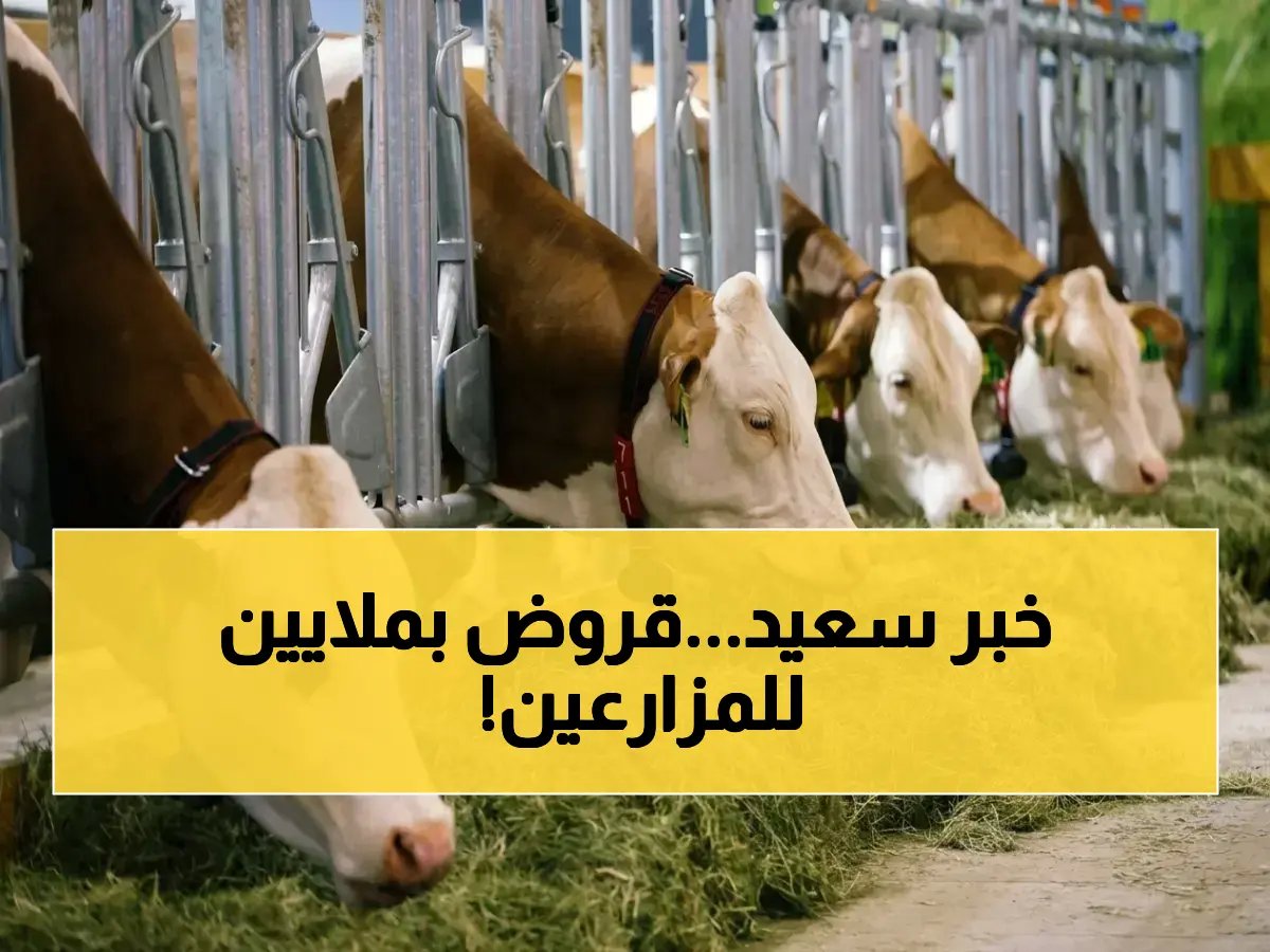  وزارة الزراعة تعلن عن 57.3 مليون جنيه قروض جديدة لمشروع البتلو.. كيف تحصل على تمويل حتى 400 ألف جنيه؟