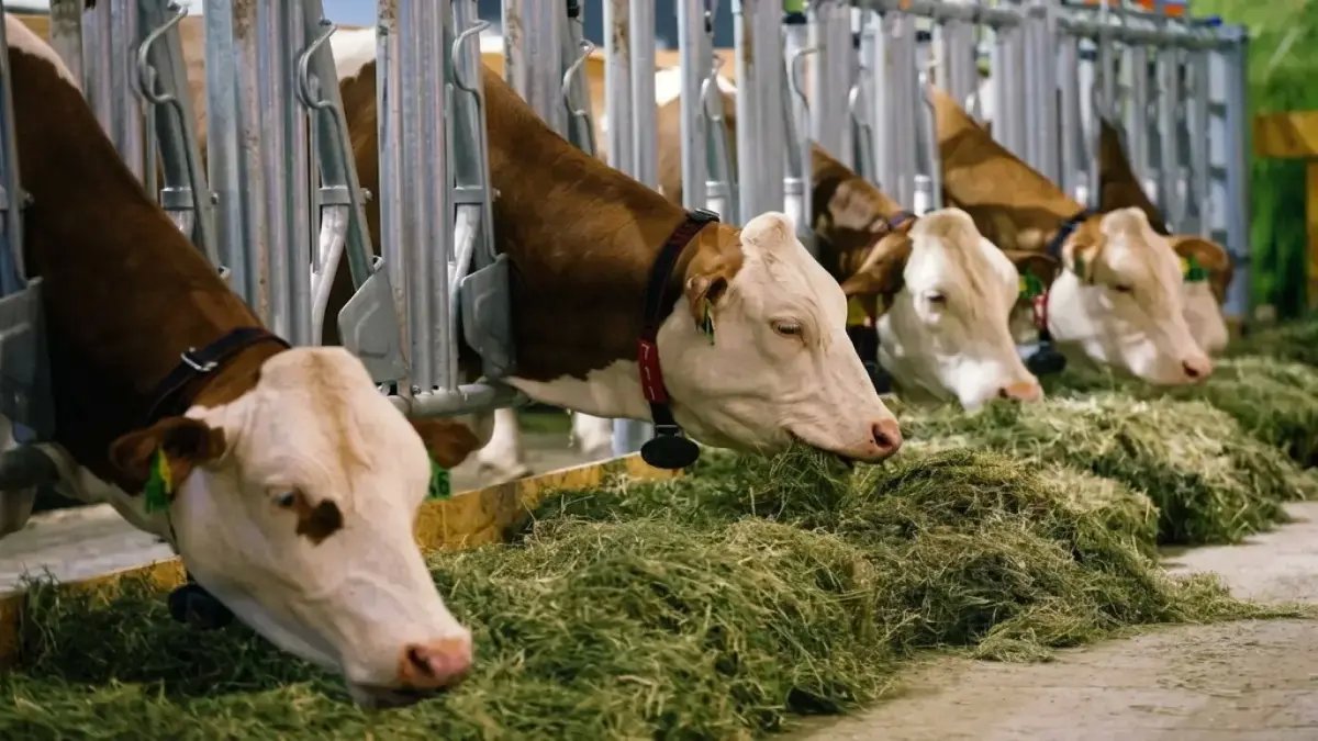 قرار شخصي صادم من وزير الزراعة.. لكن الحقيقة تكشف: علاء فاروق يضمن 400 ألف جنيه لكل شاب ومُربٍ في مصر