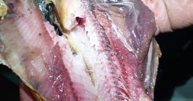 الزراعة: ضبط 71 طنا من الأسماك المملحة والمدخنة غير الصالحة قبل شم النسيم