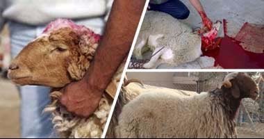 صك الأضحية بالتقسيط.. تعرف على مدة السداد ونسبة المضحى