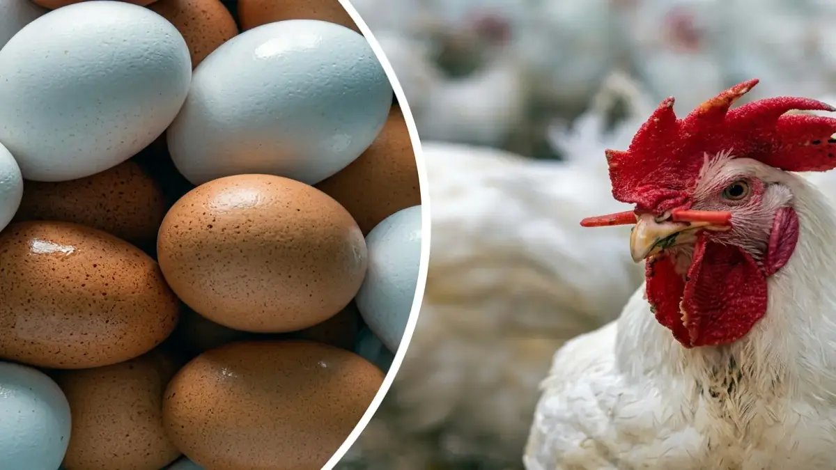 انخفاض صادم: أسعار الفراخ والبيض تنهار فجأة اليوم - تخفيضات مذهلة تصل لـ70 جنيهاً في البانيه
