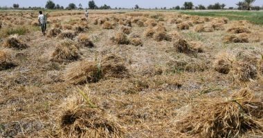 وزير التموين: تقديم كل التيسيرات اللازمة للمزارع خلال توريد القمح المحلى