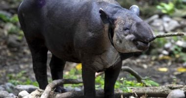 حيوان بري يهاجم سكان قرية بولاية الجزيرة السودانية ويصيب 15 شخصا