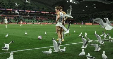 طيور النورس تغزو ملعب ملبورن وتخطف الأضواء فى الدورى الأسترالى.. فيديو