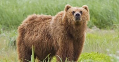 إصابة خطيرة لجنديين أمريكيين فى هجوم دب بولاية ألاسكا