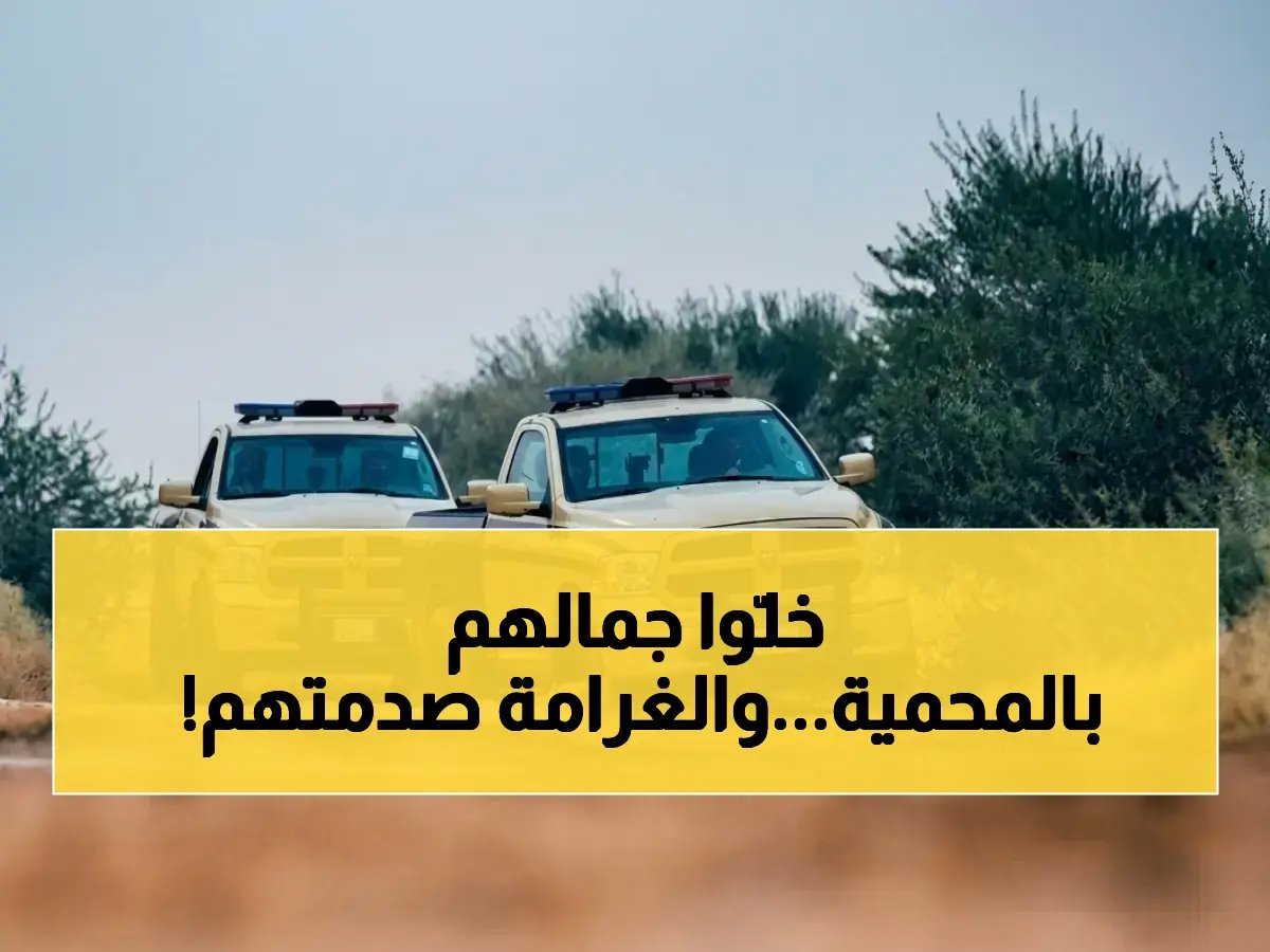  غرامة 44 ألف ريال لأصحاب الإبل المخالفين… تفاصيل صادمة عن ضبط 88 جملاً في محمية ملكية مُحظورة!