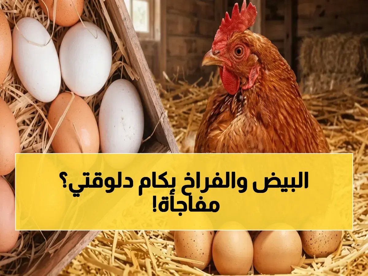  أسعار الدواجن والبيض اليوم.. الفراخ البيضاء 92 جنيهاً والبلدي 120 جنيهاً - استقرار بعد تذبذبات
