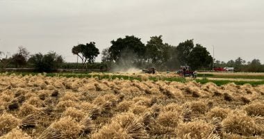 سر "العمودة" فى برمودة.. حكاية شهر يطعم المصريين منذ آلاف السنين