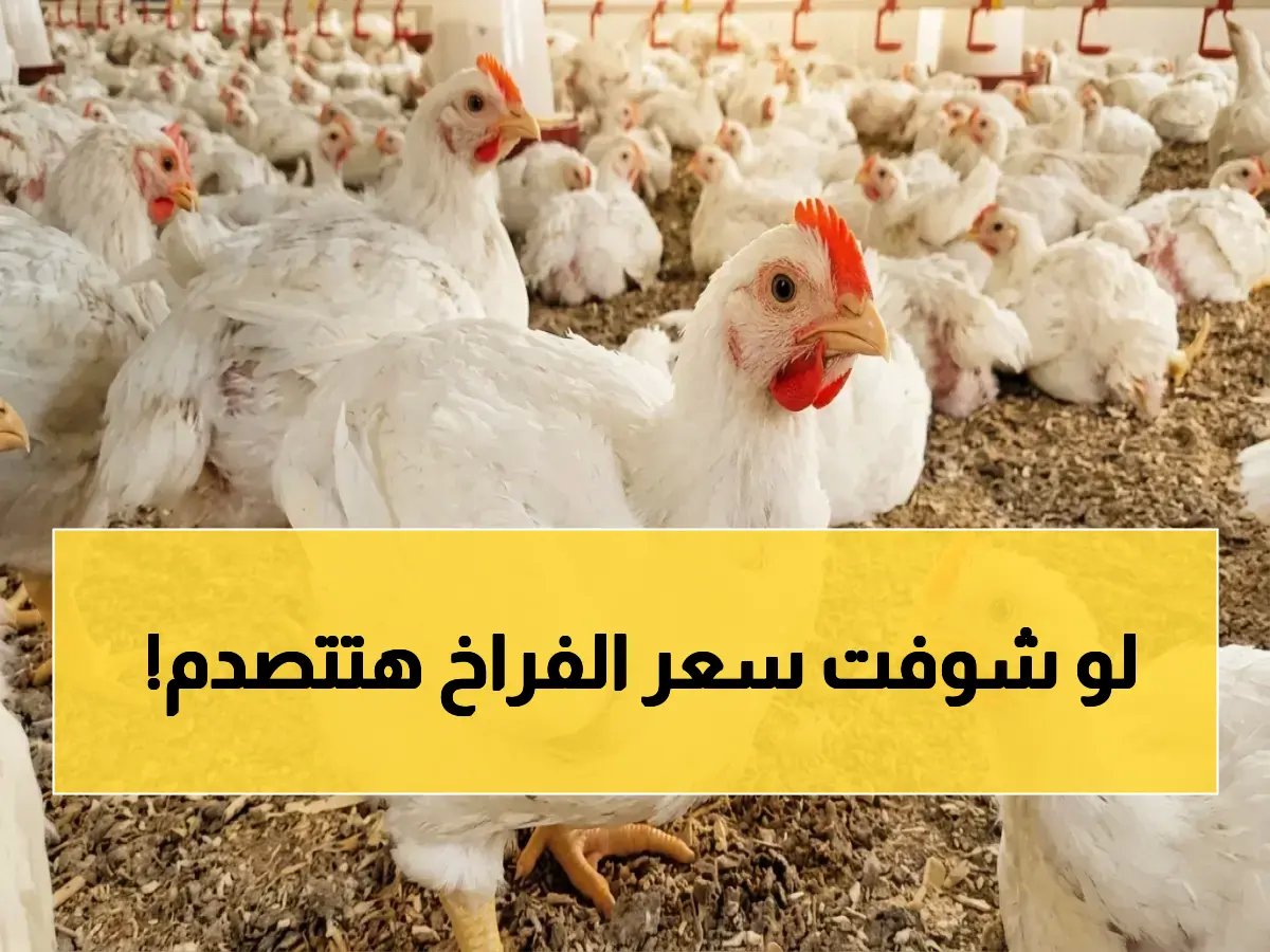  سعر الفراخ اليوم - استقرار نسبي لكن أسعار النقل تخلق تبايناً خطراً في محافظاتك!