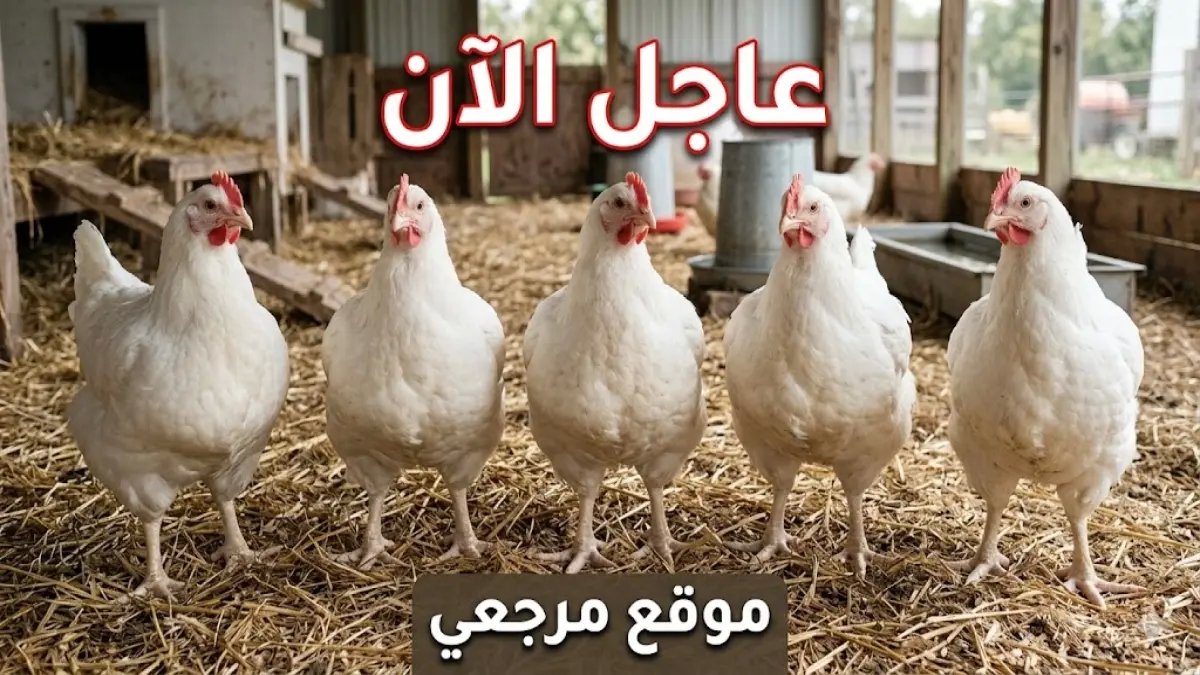 عاجل: أسعار الدواجن تنفجر اليوم! الفراخ البيضاء 105 جنيهًا والسعر الحقيقي يكشف مفاجأة صادمة... شاهد التفاصيل