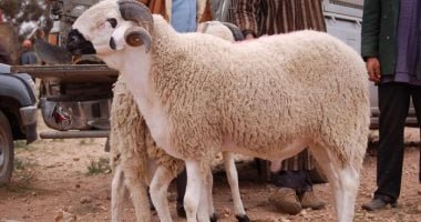 قبل عيد الأضحى.. تعرف على شروط الأضحية والأخطاء التي تُبطلها